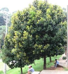 A view of a scenic park with lush greenery and walking paths