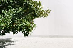 Modern building of Fundação Serralves in Porto, Portugal surrounded by greenery