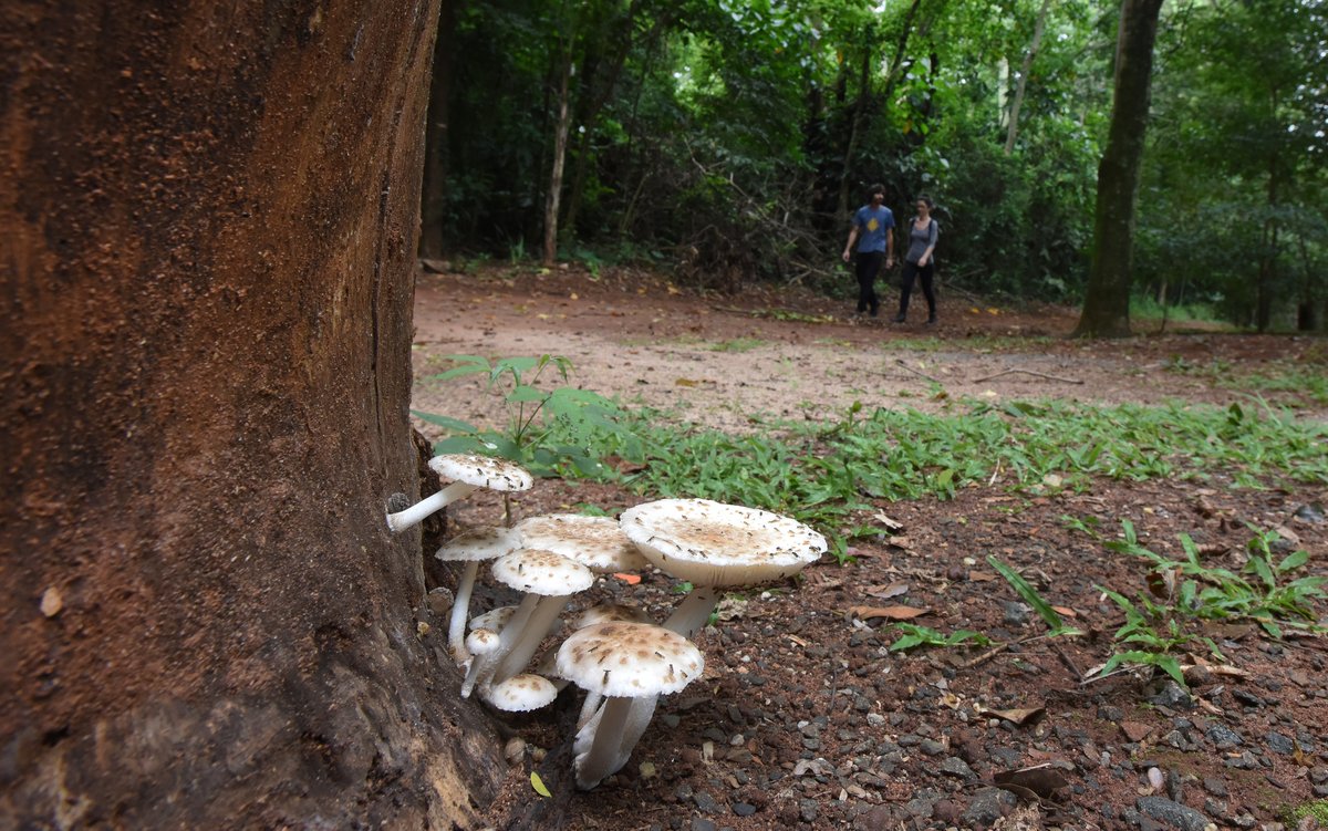 Guided tour at Mata Santa Genebra nature reserve with lush greenery and visitors walking along a trail