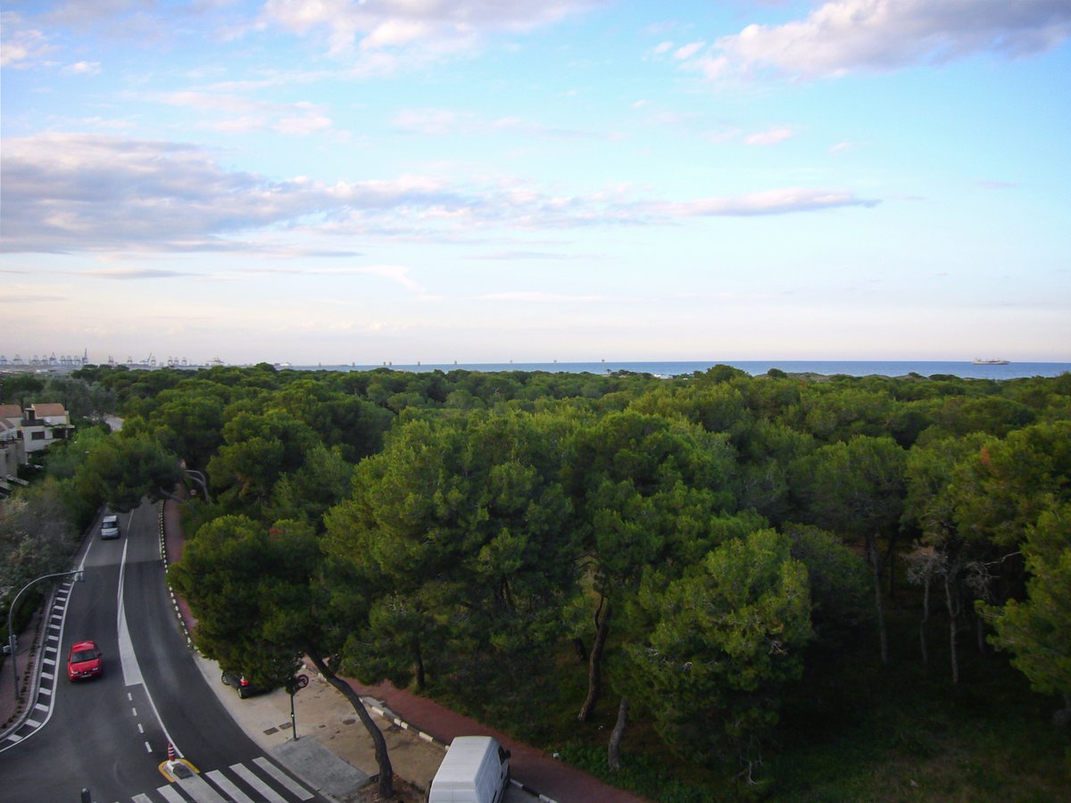 Scenic view of pine forest near El Saler beach in Valencia, Spain