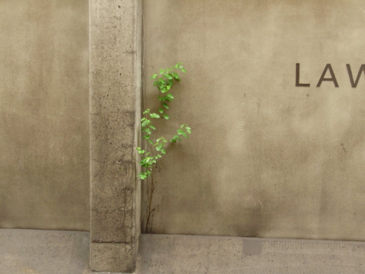 Green plant growing on the northbound platform wall of Toronto Transit Commission's Lawrence West station