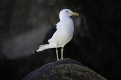 Larus dominicanus seagull standing on a rock at Praia do Farol beach in Cabo Frio, Rio de Janeiro, Brazil