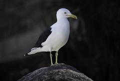 Kelp gull perched on a rock at Cabo Frio, Rio de Janeiro, Brazil