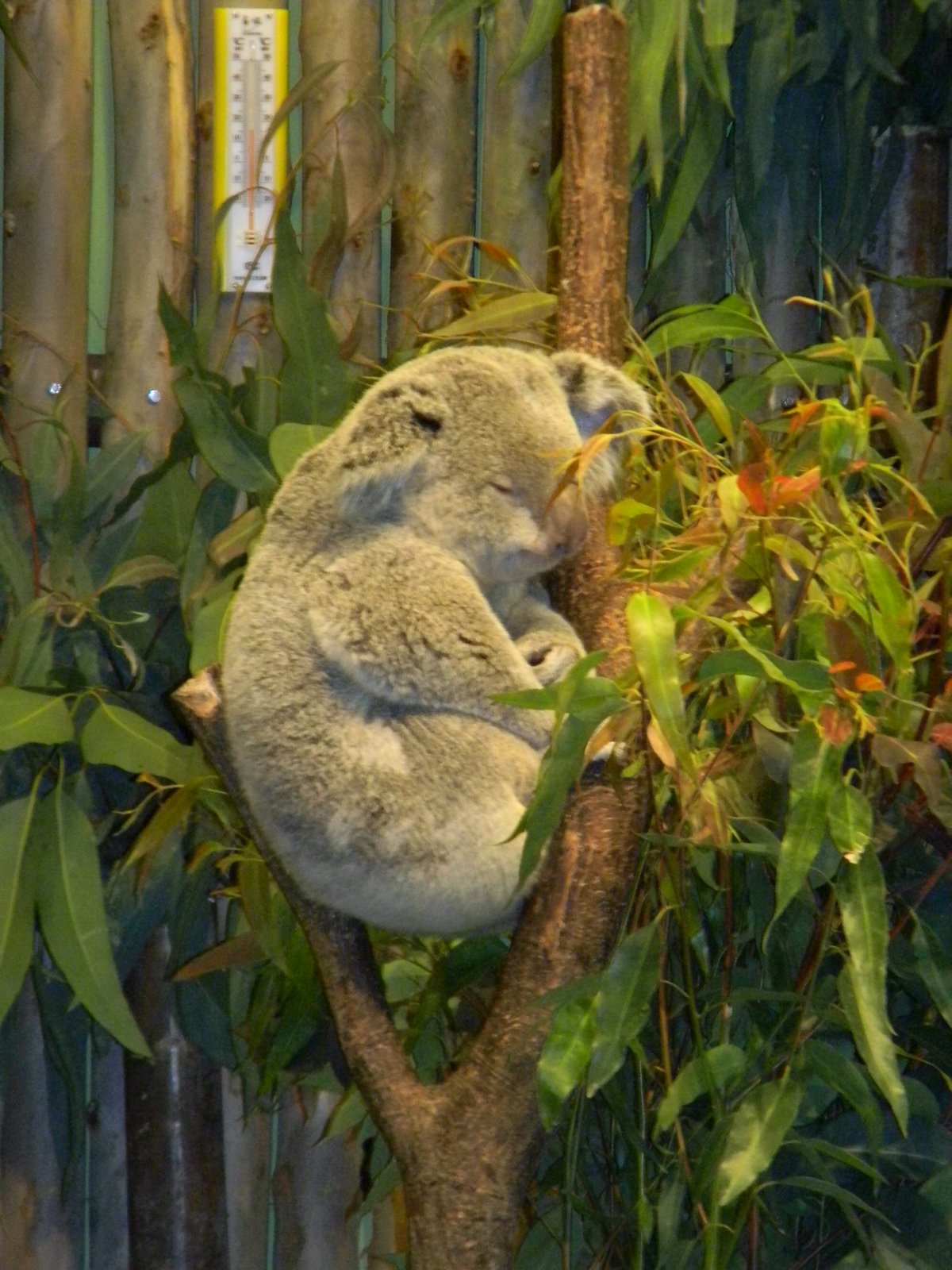 Koala resting on a tree branch in Guangzhou Xiangjiang Safari Park China