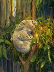 Chimelong Safari Park