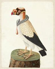 King Vulture perched on a tree branch with detailed feathers and vibrant colors