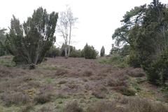 Hügelgräberfeld Lohheide burial mounds near Borg Walsrode