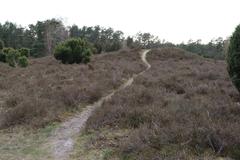 Tumulus Field Lohheide