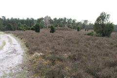 ancient burial mounds in a green grassy field under cloudy sky
