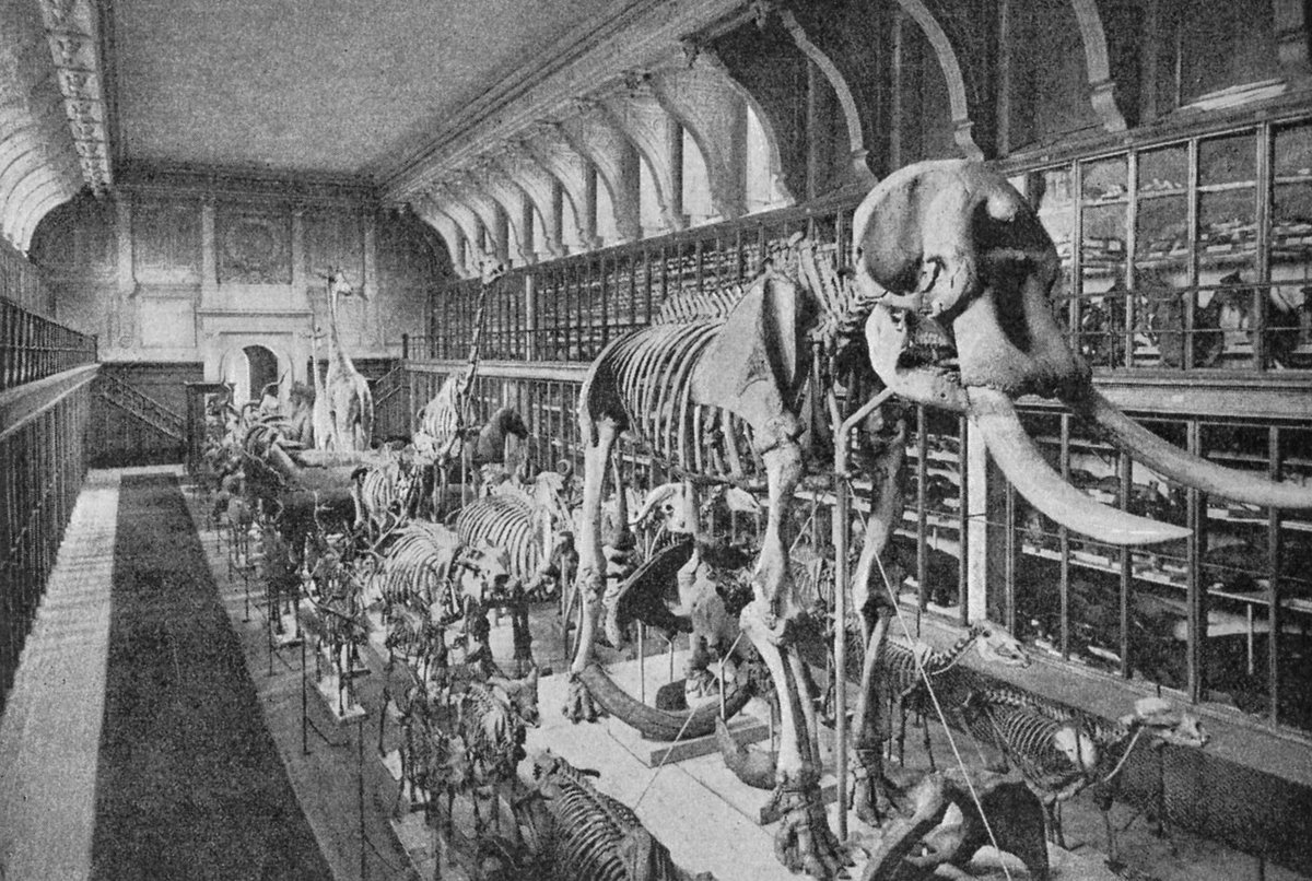 Large mammal hall of the Swedish Museum of Natural History in 1897