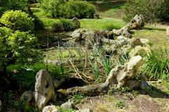 Aquatic plants thriving in a pond at Orto Botanico botanical garden in Rome, Italy