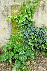 Lush green foliage in Orto Botanico botanical garden, Rome, Italy