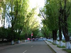 Scenic road at Northeast Forestry University in summer with tall green trees