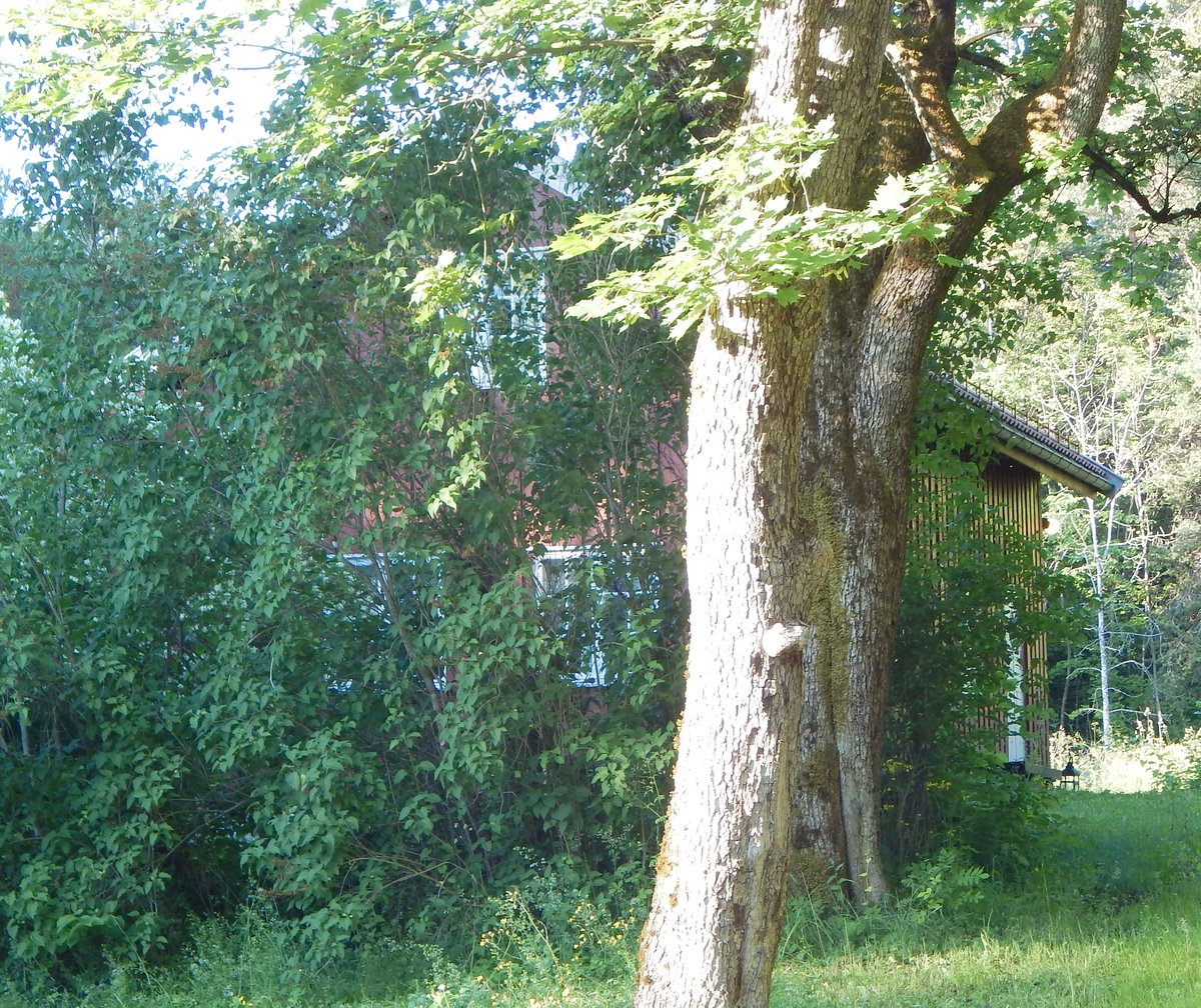 Skogvokterboligen house in Oslo Norway