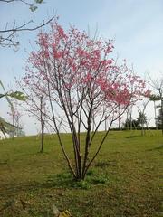 Cherry blossoms in full bloom on a small hill at Fourth Park in Zhonghe City, Taipei County