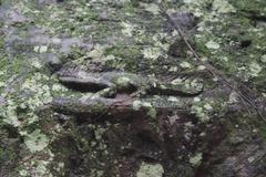 Rock carvings in the Siem Reap River dating to the 11th-12th century reign of Udayadityavarman II