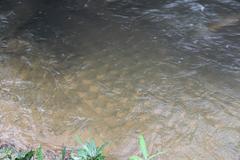 Ancient rock carvings along Siem Reap River dating to 11th-12th century under Udayadityavarman II