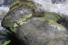 Rock carvings in Siem Reap River from 11th to 12th century