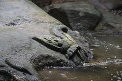 Ancient rock carvings in the Siem Reap River dating to the 11th-12th century