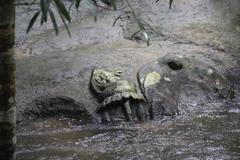 Rock carvings in the Siem Reap River from the 11th-12th century during Udayadityavarman II reign