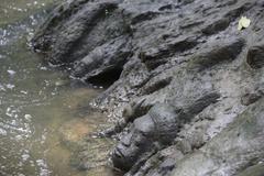 Ancient rock carvings in the Siem Reap River from Udayadityavarman II era