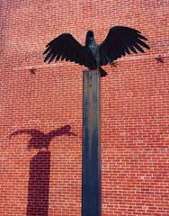 Raven statue with wings spread outside Edgar Allan Poe National Historic Site brick building in Pennsylvania