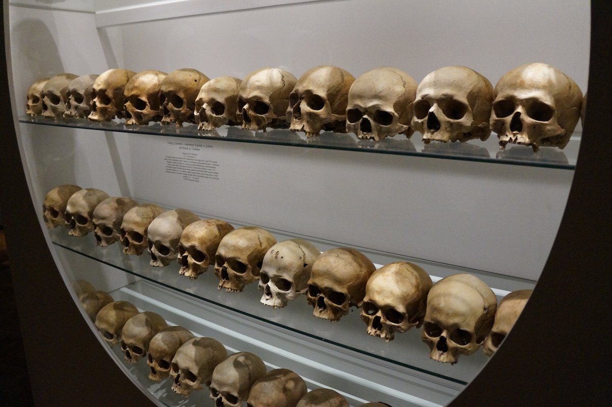Human skulls on display in museum exhibit