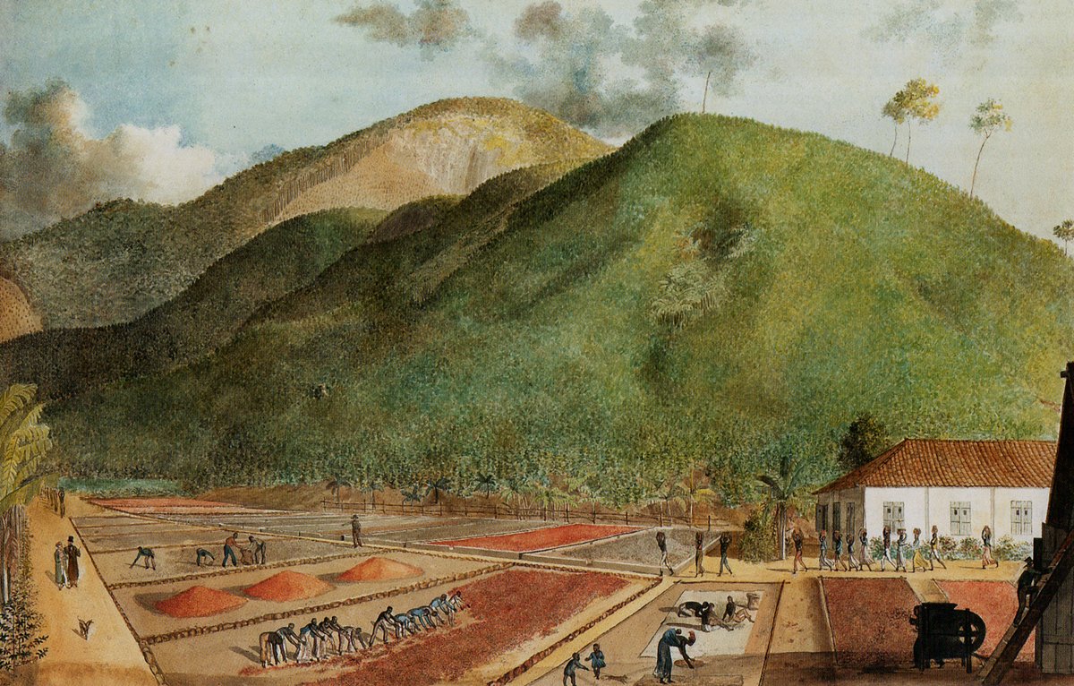 Slaves working in a coffee plantation on Bourbon Island, historical watercolor circa 1800