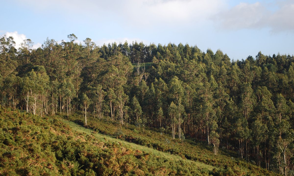 Ancient hillfort Castro de Ancos in Neda, A Coruña, Galicia, Spain with stone structures and surrounding greenery