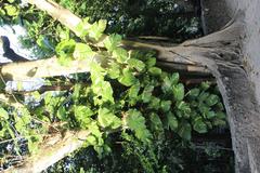 Cenote Zaci with clear blue water surrounded by lush greenery and rocky cliffs