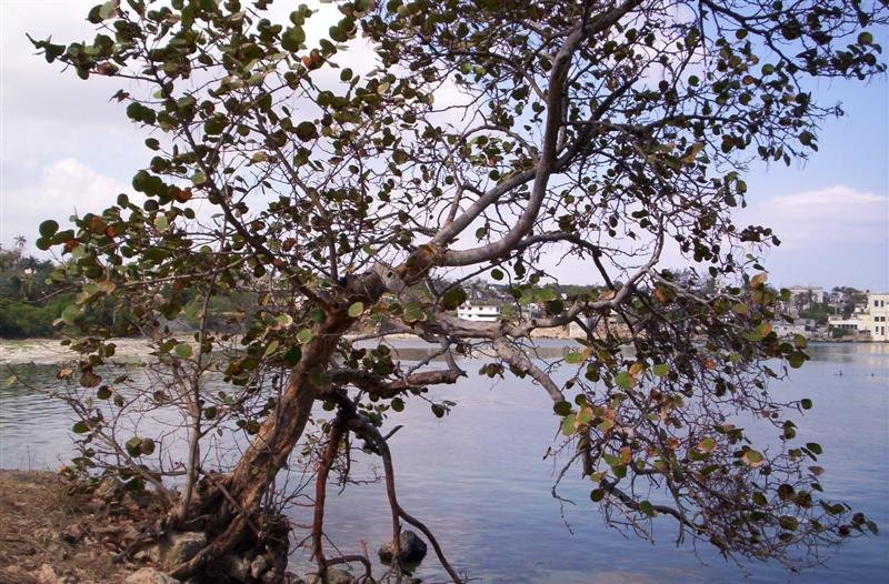 Baobab tree intertwined with other trees symbolizing unity and life