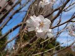 Sakura cherry blossoms in full bloom at Yebisu Garden Place in Tokyo, Japan