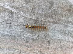 Caterpillar climbing a tree in Tokyo
