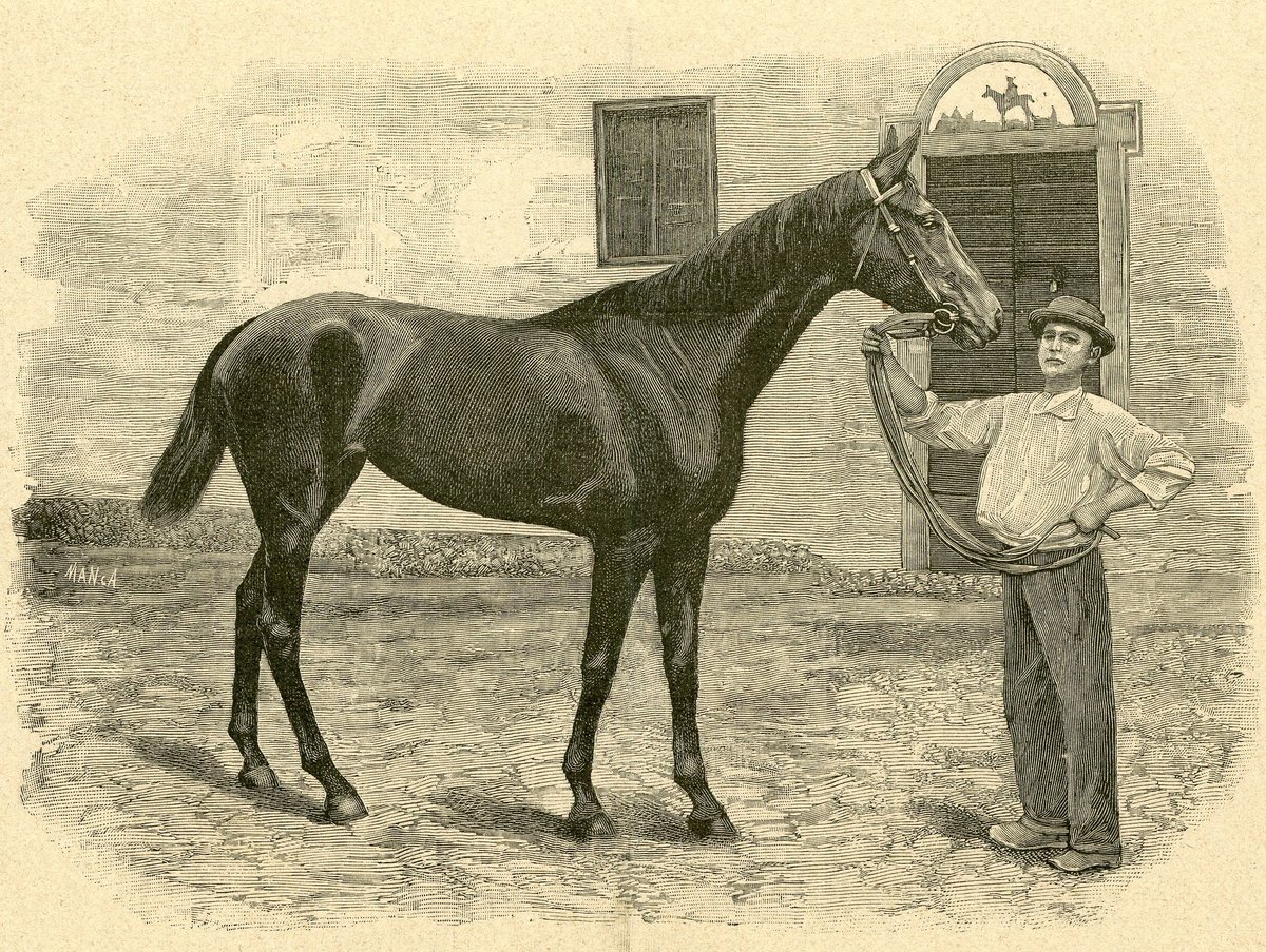 Ova winning horse of the 50,000 lire Grand Prix in Milan woodcut