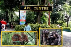 Ape Centre with various species of apes