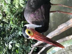 Storm's Stork perched at the National Zoo of Malaysia