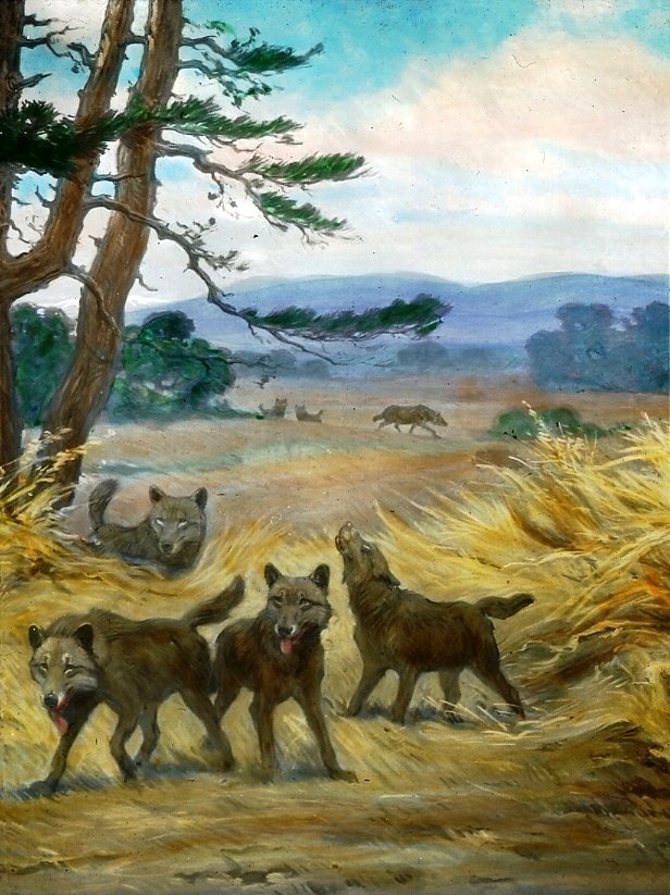 Dire wolf fossil skull from Rancho La Brea museum mural