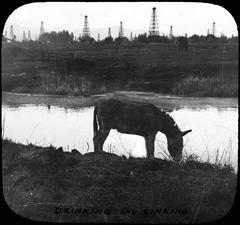 Donkeys grazing at the Oil Lake near La Brea Tar Pits with oil derricks and Hollywood Hills in the background