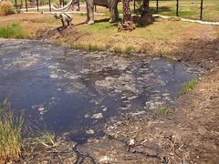 Tar pits with bubbling asphalt in Hancock Park, Los Angeles
