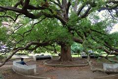 Large tree on Hongo Campus at the University of Tokyo in Japan