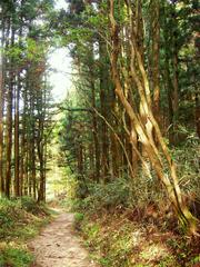 Scenic hiking trail of Nakasendo between Magome and Tsumago with lush greenery and traditional wooden houses