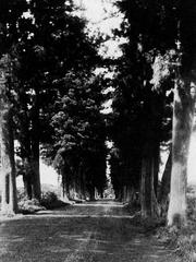Historic cedar tree-lined street in Annaka Haraichi from 1934