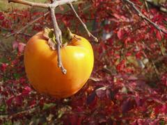Ripe persimmon fruit hanging on a branch