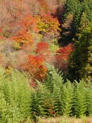 Autumn foliage on Nakasendo trail between Magome and Tsumago in Japan