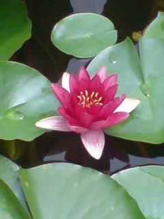 White water lily blooming in early summer at Mori Garden, Roppongi Hills