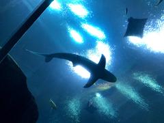 Underside of Blacktip Reef Shark swimming in tunnel at Atlanta Georgia aquarium