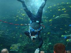 Diver cleaning acrylic panel at Georgia Aquarium