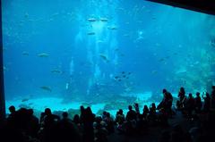 Navy divers diving in a tank at Georgia Aquarium observed by guests