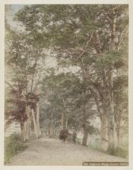 Maple tree lined avenue with two wood gatherers carrying bundles of branches in Koshu, Japan