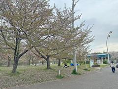 Scenic view of Tsurumi Ryokuchi Park on April 14, 2025